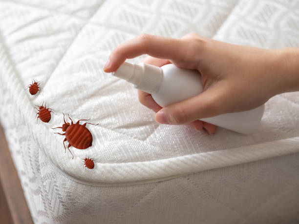 Best Termite Control Services  in Aurora, IL